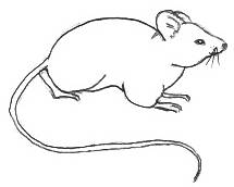 215x172 Drawn Mouse