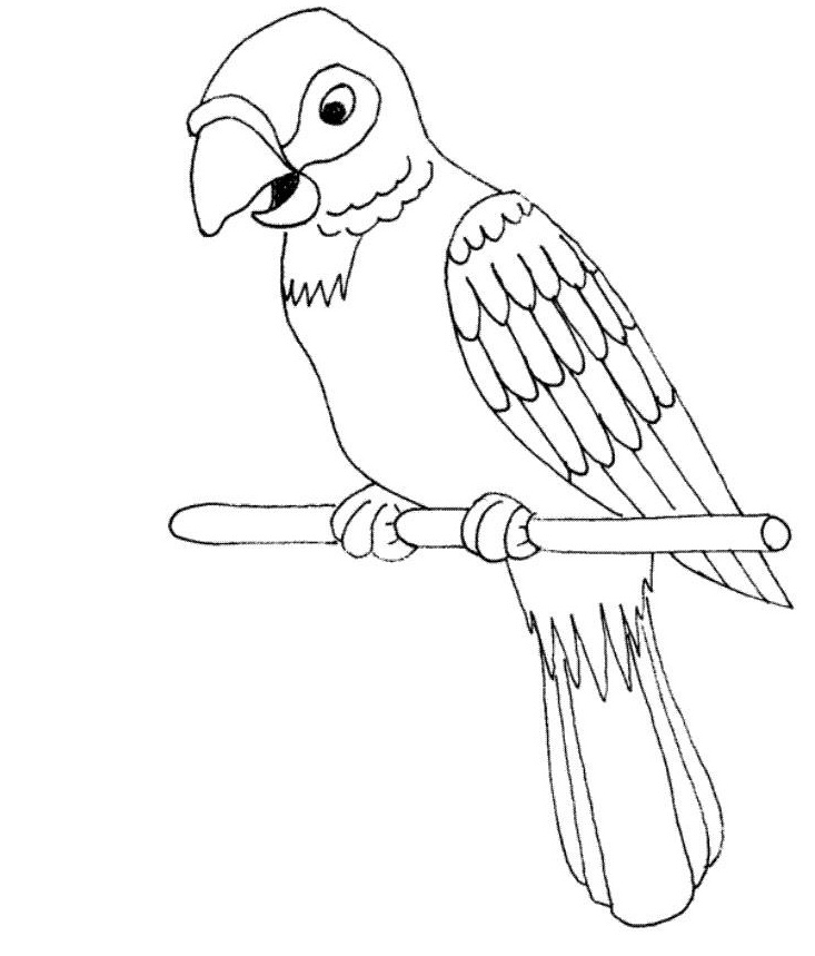 733x859 Parrots Open Mouth Parrots