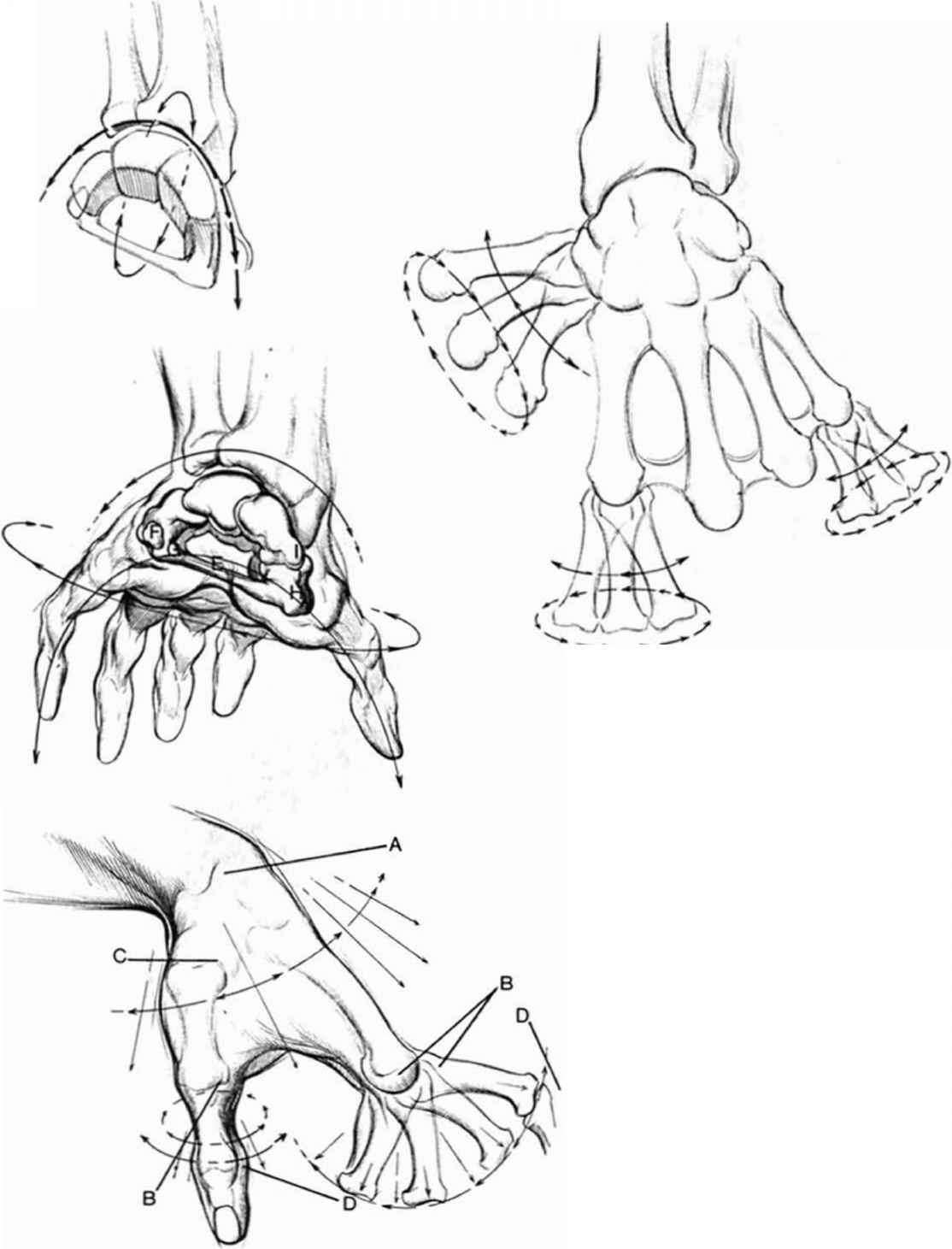 1114x1461 Anatomyand Structure