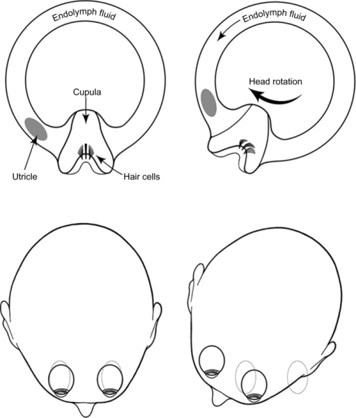 512x601 Motion Detection In The Vestibular System.notes Adapte Open I