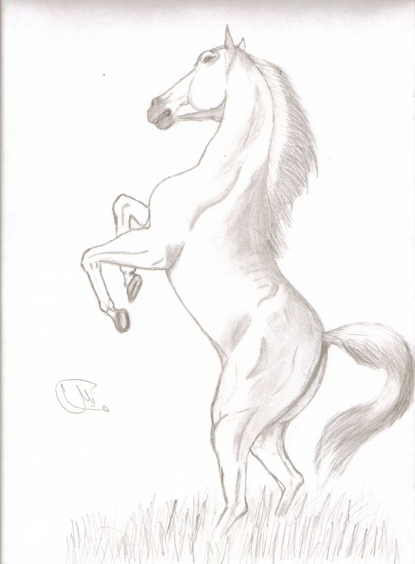 600x815 Standing Up Horse