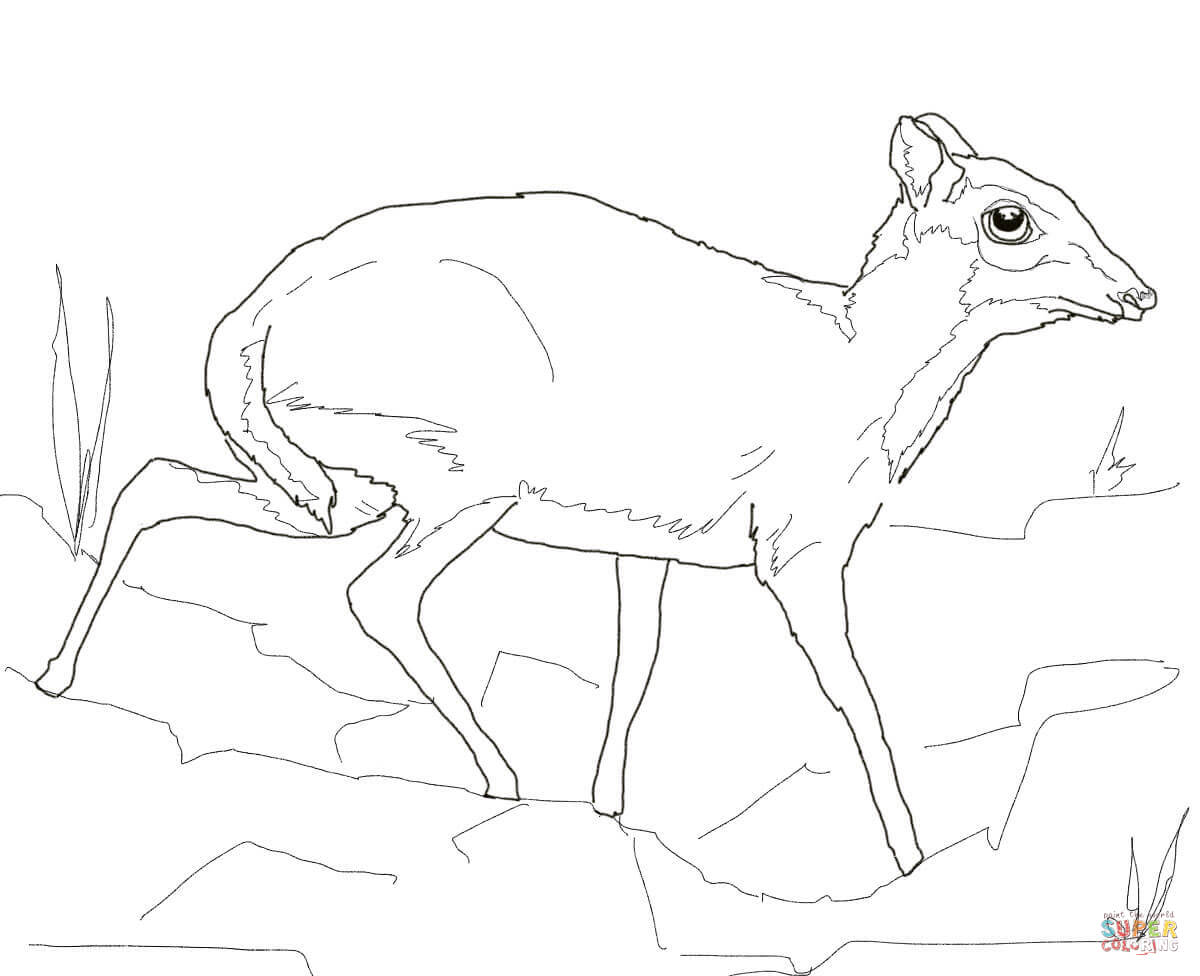 1200x976 Lesser Mouse Deer Coloring Page Free Printable Coloring Pages