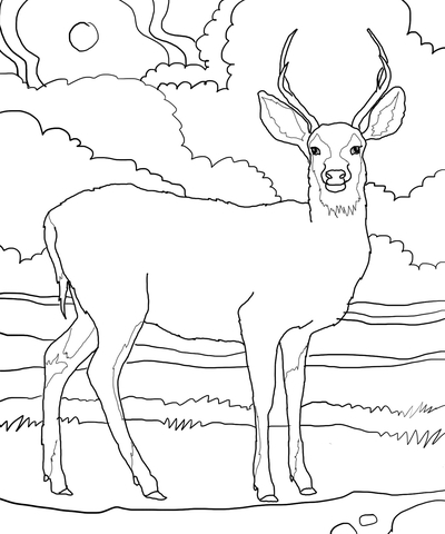400x480 Mule Deer Coloring Page Free Printable Coloring Pages