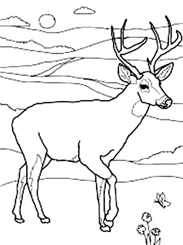 600x801 North America Mule Deer Coloring Page Coloring Sun