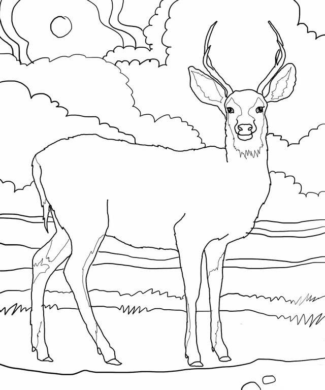 640x768 Deer Coloring Sheets Pages To Print