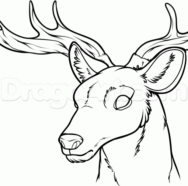 618x613 Adult How To Draw A Deer How To Draw A Deer Silhouette. Step By