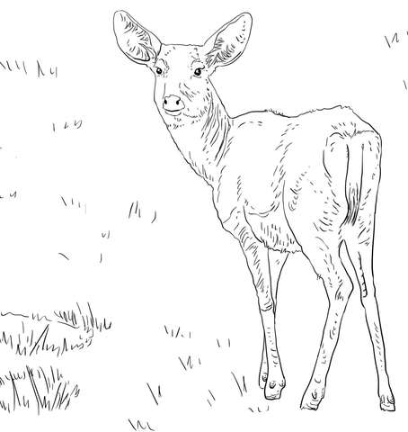 454x480 Female Mule Deer Coloring Page Free Printable Coloring Pages