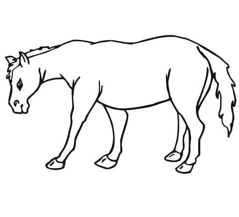 480x435 Mule Coloring Page Free Printable Coloring Pages