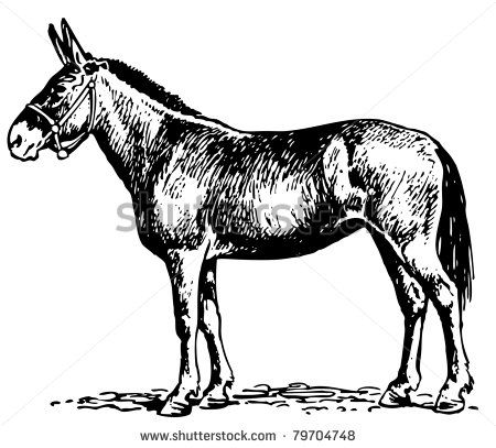450x407 77 Best Mule Drawing Ideas Images On Donkey, Horses