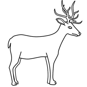 300x300 Couple Of North America Mule Deer Coloring Page Coloring Sun