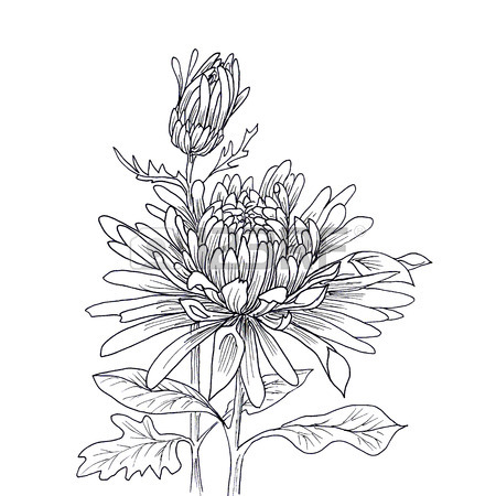Mum Flower Drawing