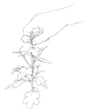 305x380 Chrysanthemums