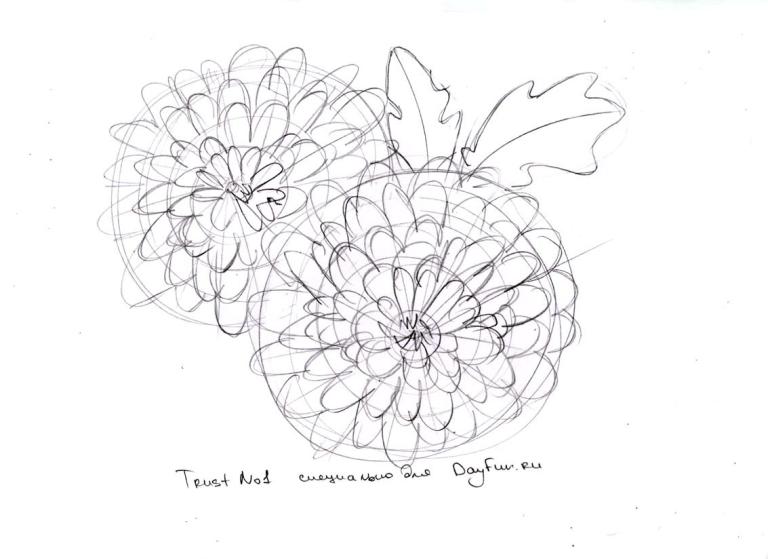 768x559 How To Draw Chrysanthemums Step By Step