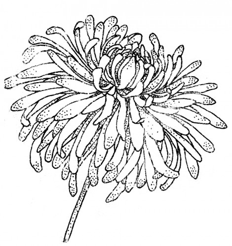 470x500 Chrysanthemum Drawing Related Keywords Amp Suggestions