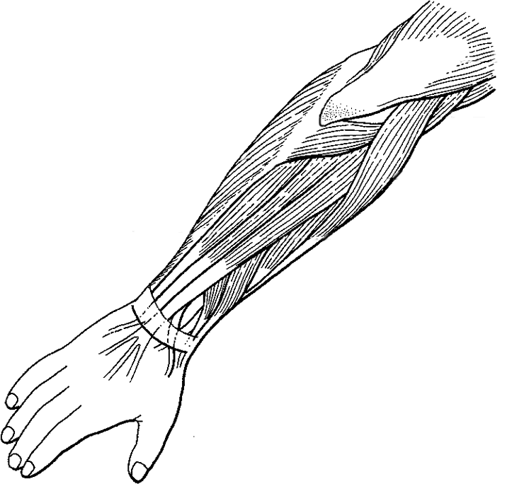 740x684 Muscles Of The Arm (Top)