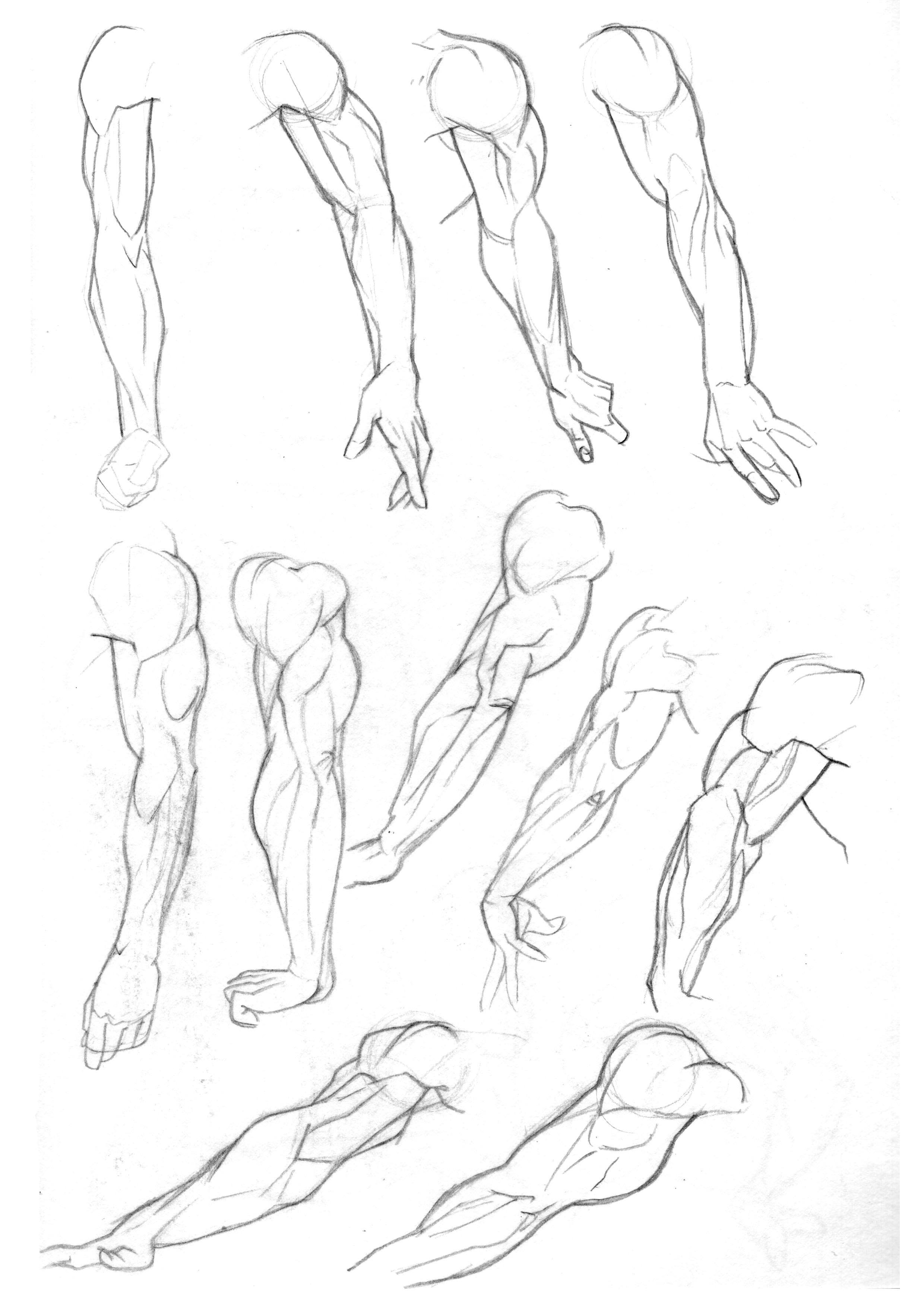 Muscle Arms Drawing at GetDrawings.com | Free for personal use Muscle