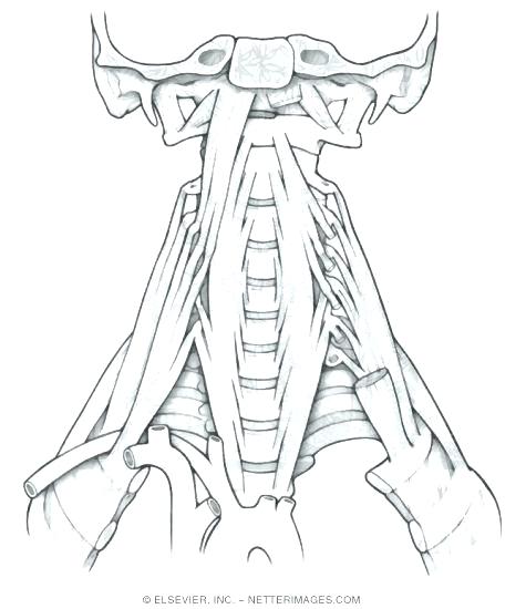 475x550 Anatomy Coloring Book Muscles Also Muscle 38