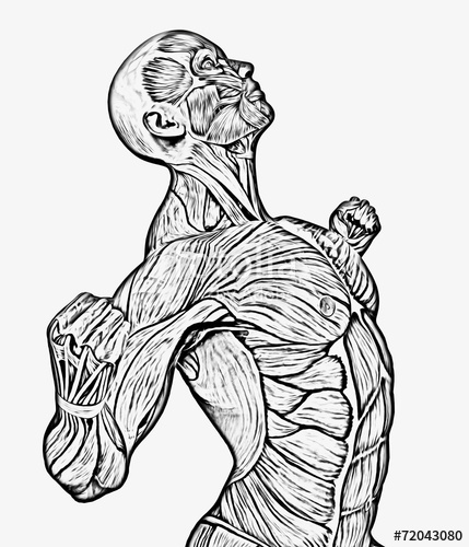 429x500 Muscle Man Strong Pose Close Up Line Drawing Stock Photo