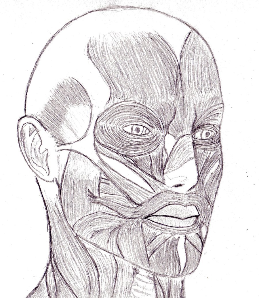 900x1034 Face Muscle By Killspring