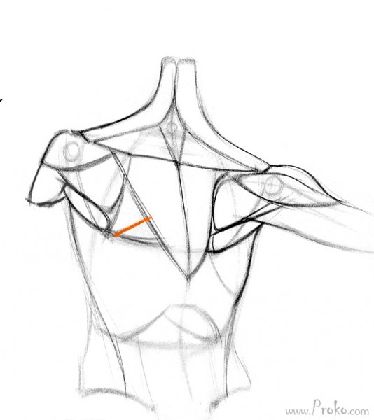 534x600 How To Draw The Shoulder Bones Proko