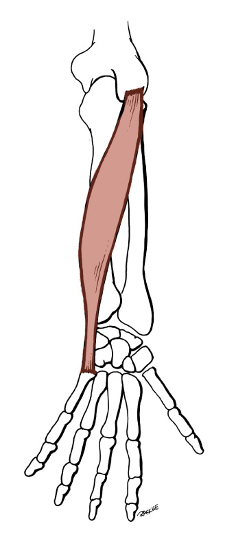 344x781 Index Of Anatomysitepartsimagesmuscles