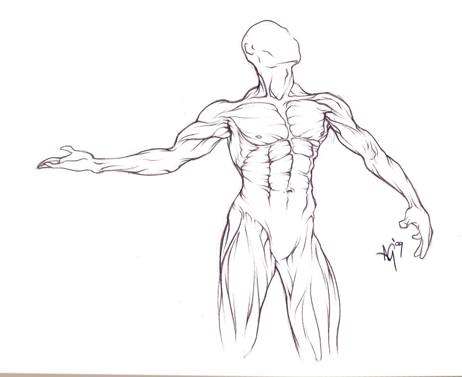900x736 Muscles