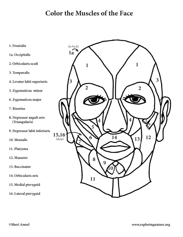 612x792 Muscles Of The Face Coloring Page