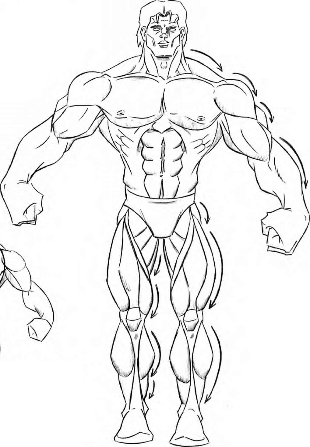 1018x1465 Risultati Immagini Per Drawing Muscles For Comics Drawing Muscle