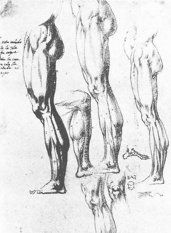 550x750 Muscles Sketchuniverse