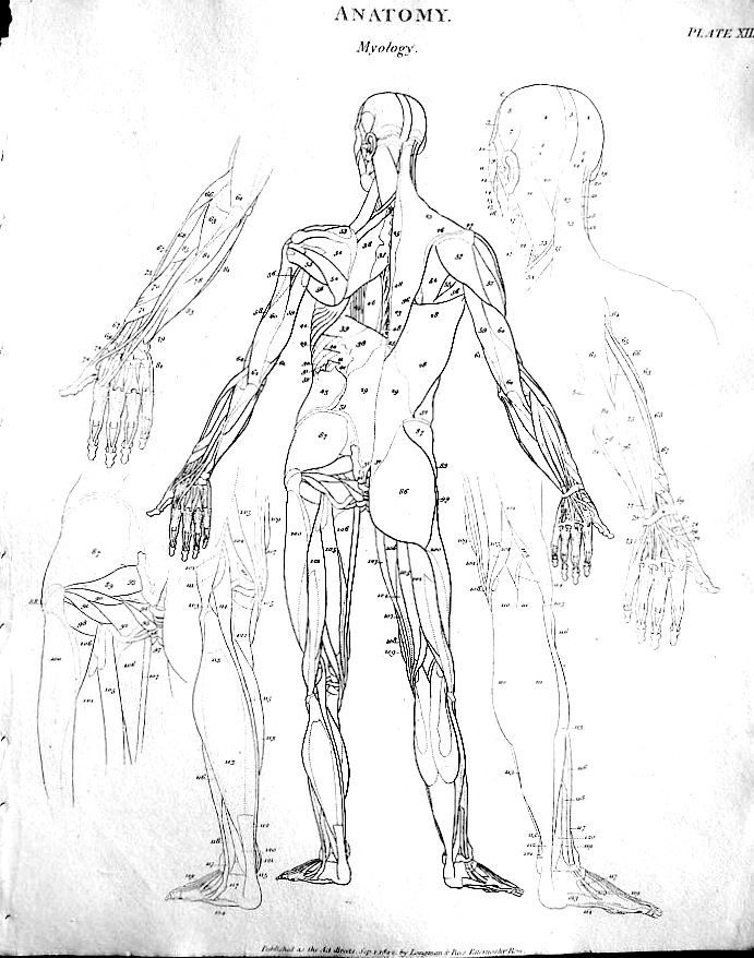 691x878 Figure Drawing Abraham Rees