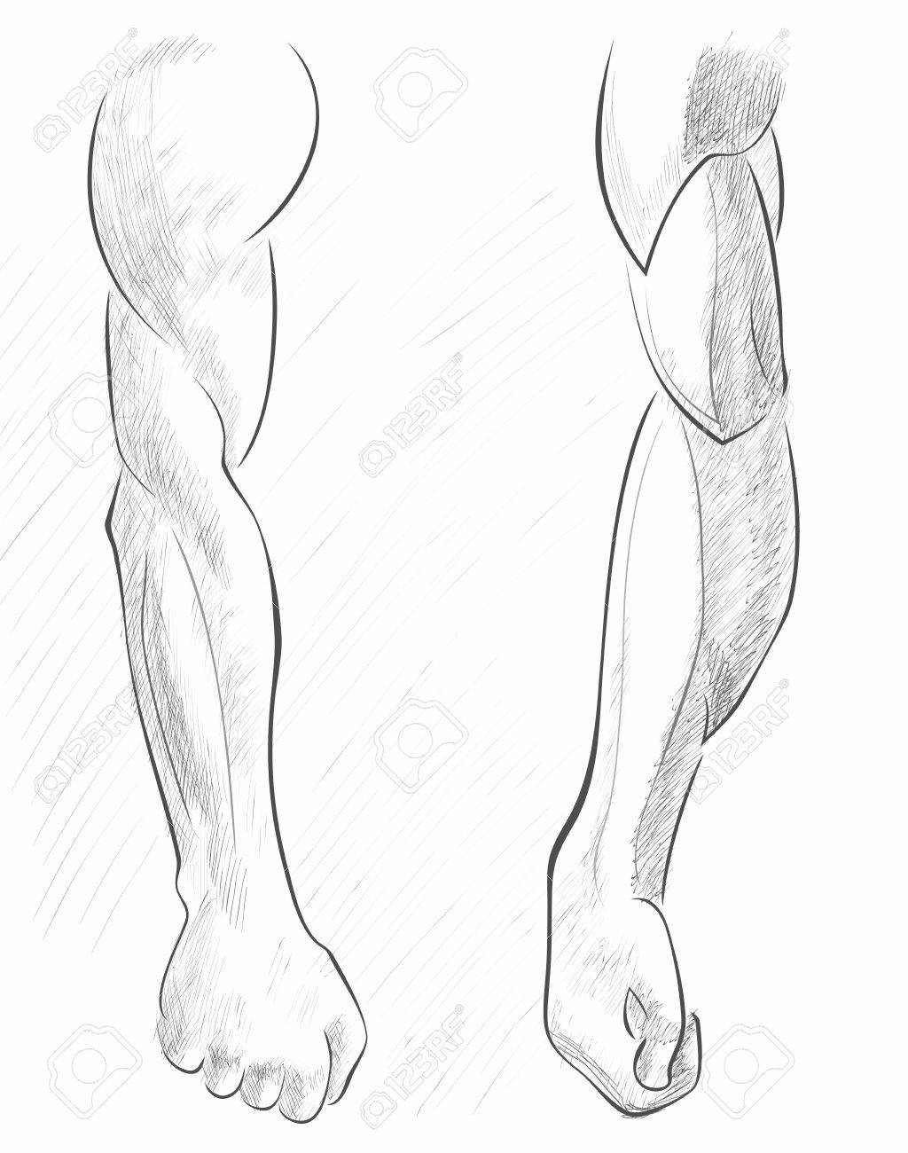 1024x1300 Sketch Male Muscular Arms. Hand Draw Illustration. Royalty Free