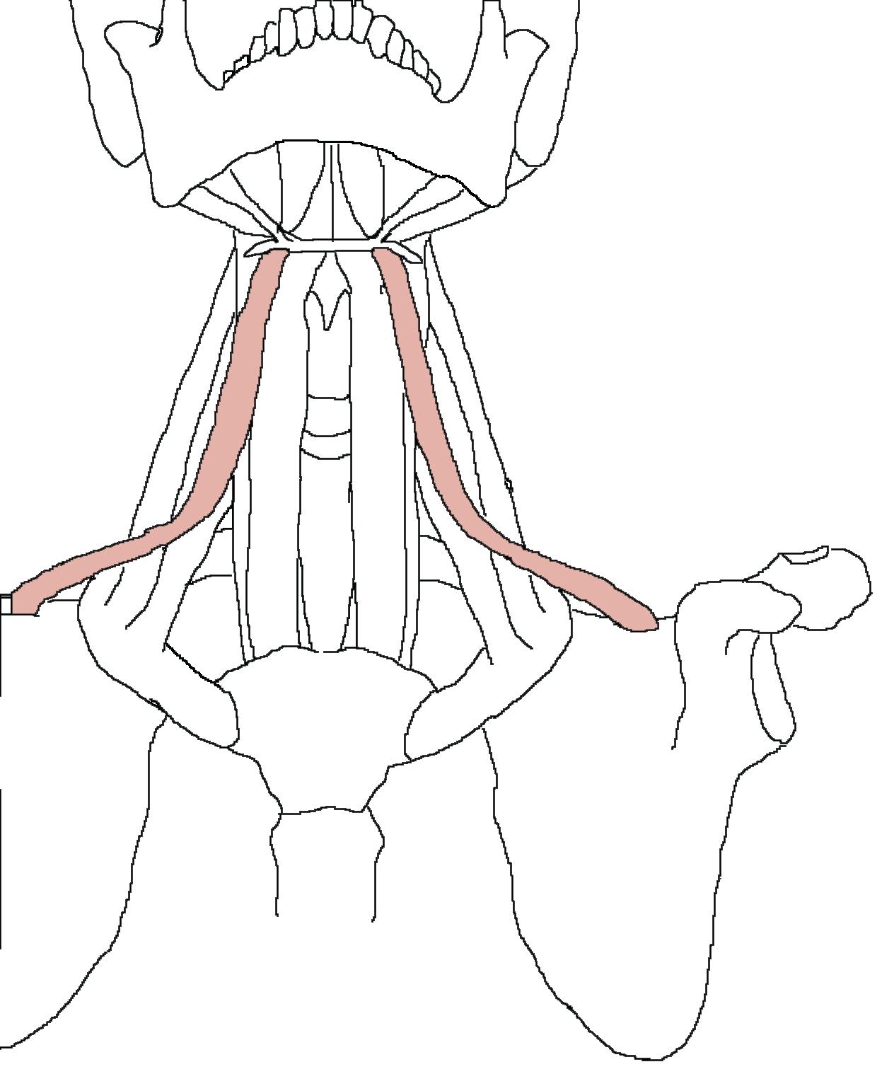 1264x1518 Coloring Muscular System Coloring Pages Muscles Head Neck Picture