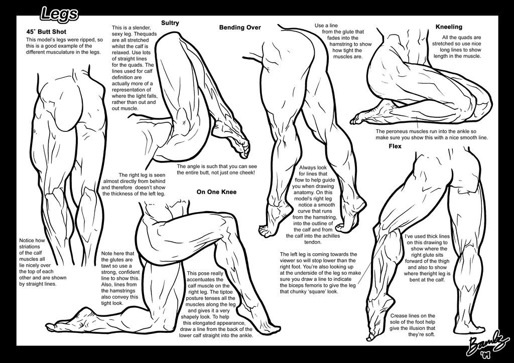 1024x724 From Httpidk How To Anatomymuscular(Male