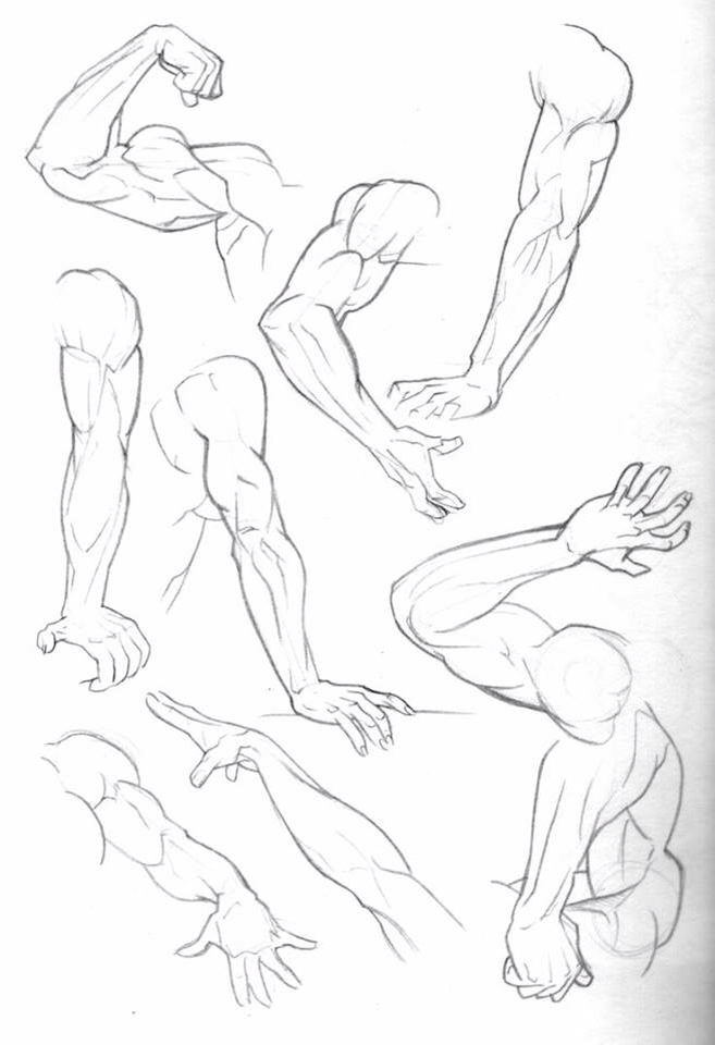 657x960 Pin By Rhodon Fiore On How To Draw Arms, Anatomy
