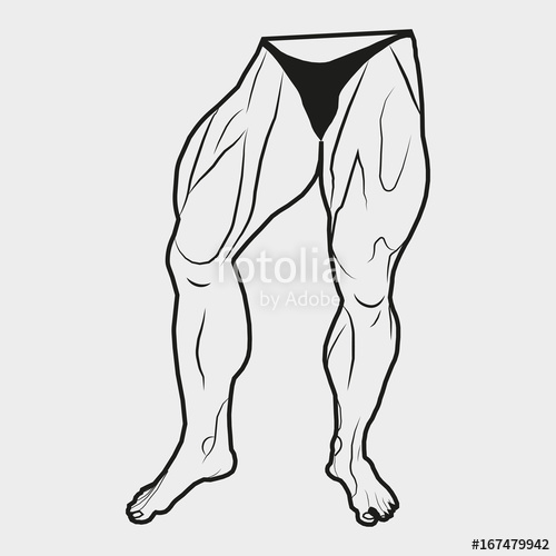 500x500 Vector Image Lower Body Man. The Muscles Of The Legs. White