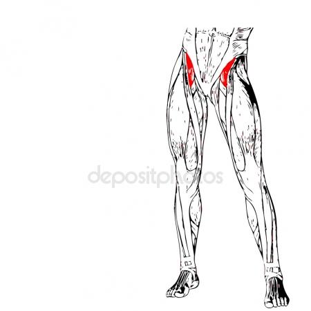 450x450 Adductor Longus Human Legs Anatomy Stock Photo Design36