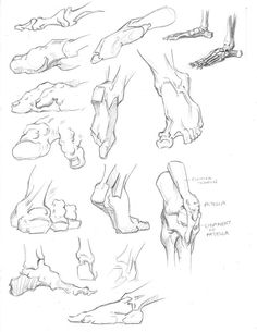 236x305 Anatomy Drawing Drawing Tutorials Bones Amp Muscles