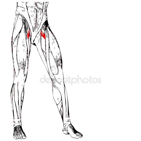 450x450 Human Upper Leg Anatomy Stock Photo Design36