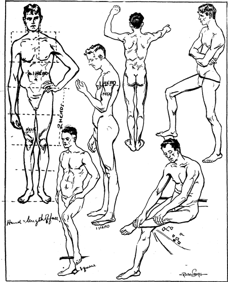450x556 Proportions Amp Measurements Of Human Body Including Men, Women
