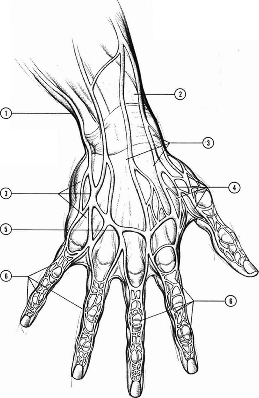 Лимфоузлы кисти. Анатомия кисти руки ладонная поверхность. Анатомия тыльной поверхности кисти. Анатомия пальца кисти. Строение пальцев рук.