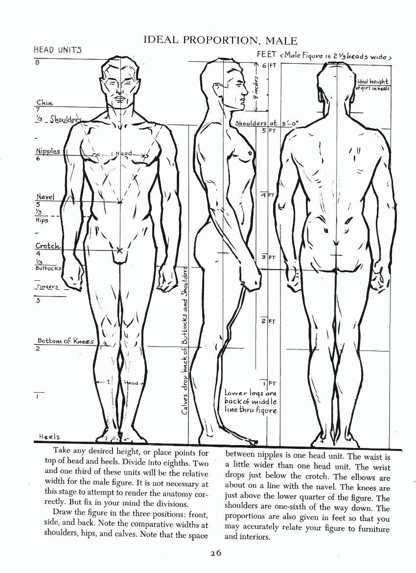 850x1169 Andrew Loomis. Anatoref