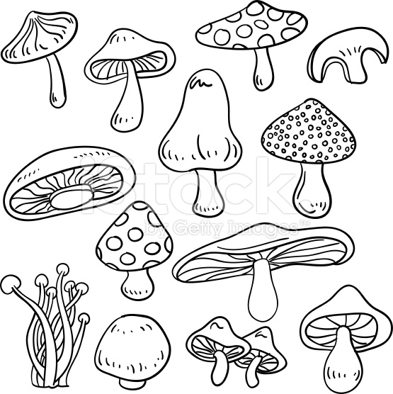 555x556 Line Art Drawing Of Different Kinds Of Mushrooms. Vector Art