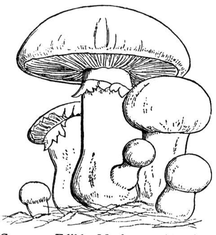 440x480 Mushroom Family Coloring Page Free Printable Coloring Pages