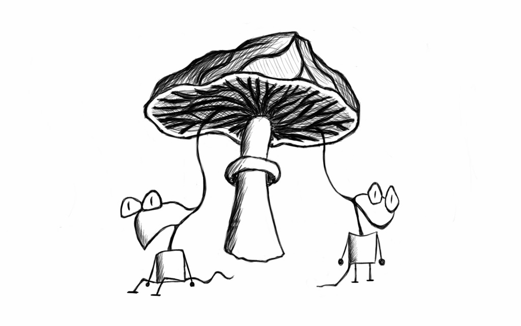 1024x640 The World's Best Photos Of Mushroom And Sketch