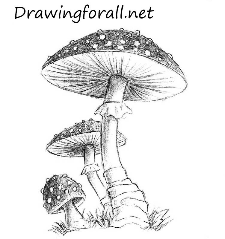 751x800 How To Draw A Mushroom Mushrooms