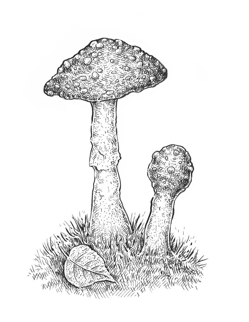 850x1097 How To Draw A Mushroom