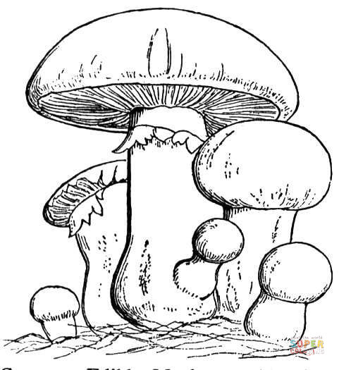 Mushroom Drawing at GetDrawings | Free download