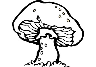 336x237 Download Free Mushroom Drawing