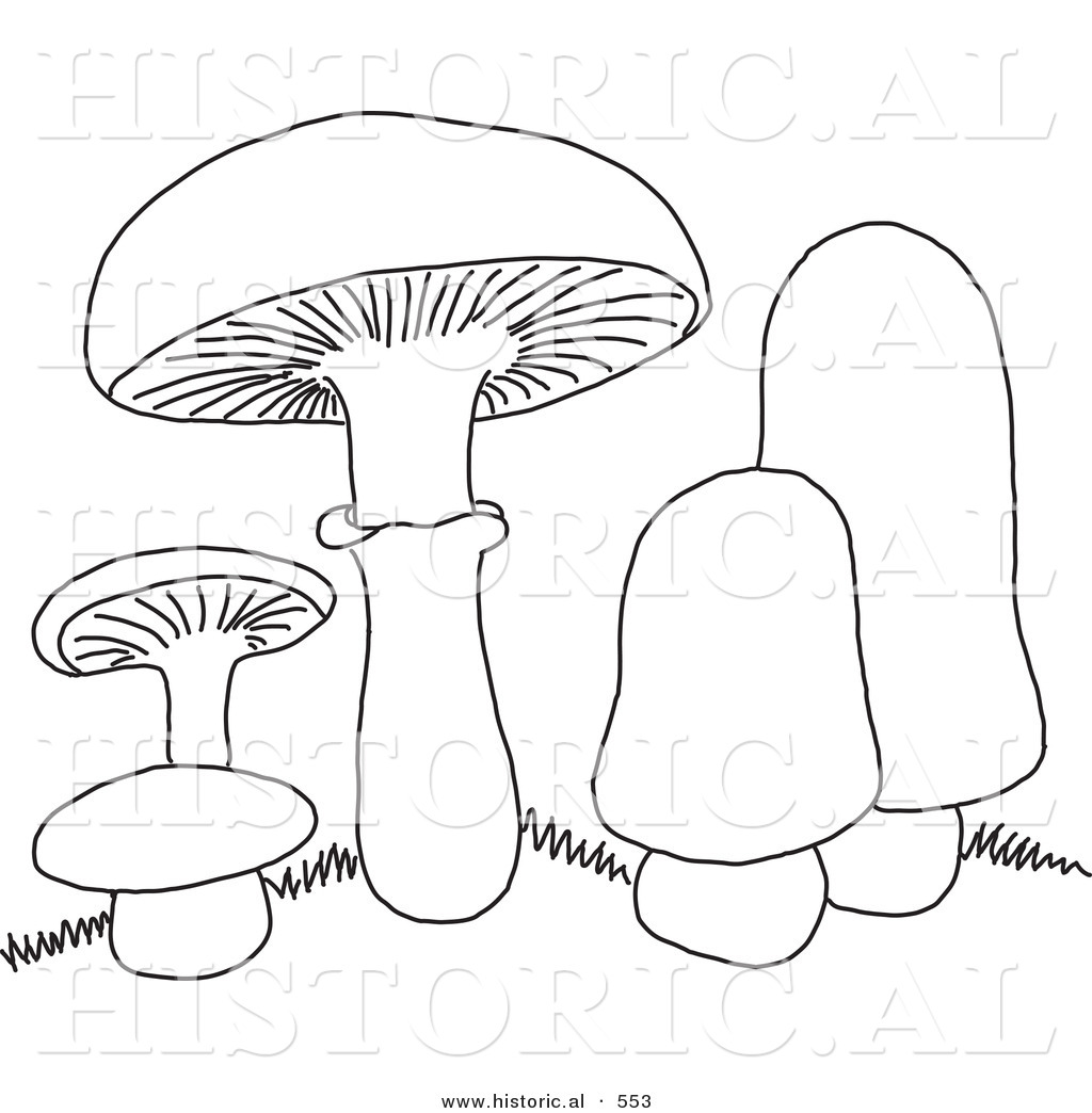 1024x1044 Historical Vector Illustration Of 5 Mushrooms With Grass