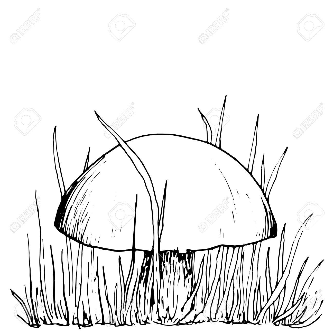 1300x1300 Mushroom At Grass, Ink Pen Drawing, Vintage Style Botanical